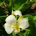 Canna indica 'Tropical blanc'